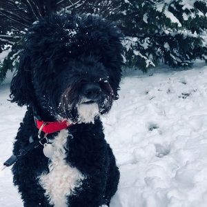 Meet your Posher, Audrey